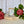 Load image into Gallery viewer, Christmas bush candle
